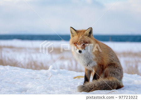 [Hokkaido] Winter fox 97721022