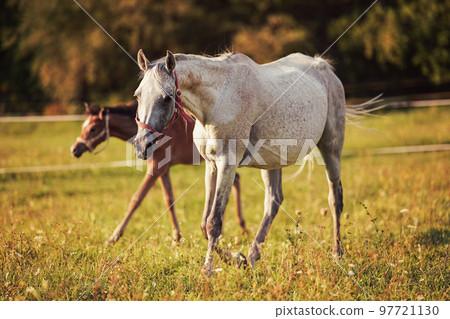 White Arabian horse walking on green grass field, blurred brown foal background White Arabian horse walking on green grass field, blurred brown foal background 97721130