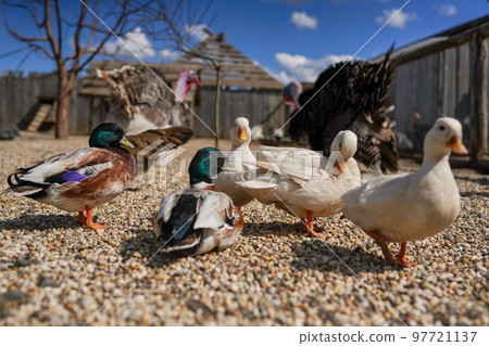 Group of ducks on small round stones ground, blurred farm background, close detail, shallow depth field photo 97721137
