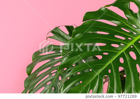 pflanze monstera ikea IKEA FEJKA Artificial potted plant, in/outdoor hanging/Monstera, 9 cm (3 ½  