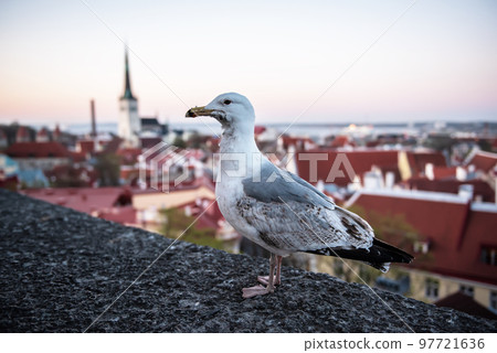 Tallinn and sea gull 97721636