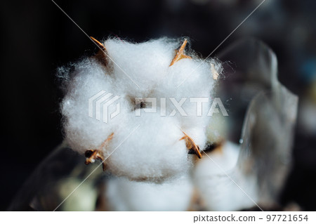 Delicate white cotton flowers. Cotton production. Delicate white cotton flowers. Cotton production. 97721654