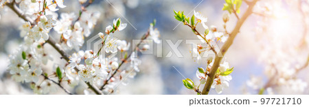 Branches of the apple tree in bloom. 97721710