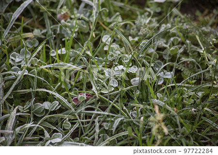 Frozen grass. The first autumn frost. High quality photo Frozen grass. The first autumn frost. High quality photo 97722284