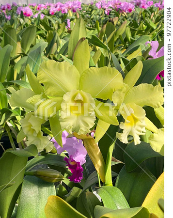 Western Orchid Queen Yellow Cattleya - Stock Photo [97722904