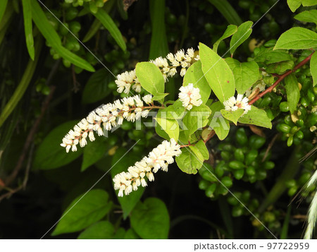 Kobanoshuina Kobanoshuina 97722959