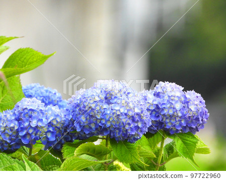 Blue hydrangea Blue hydrangea 97722960
