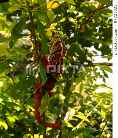 portrait of panther chameleon aka Furcifer pardalis in Andasibe-Mantadia National Park, Madagascar portrait of panther chameleon aka Furcifer pardalis in Andasibe-Mantadia National Park, Madagascar 97723025