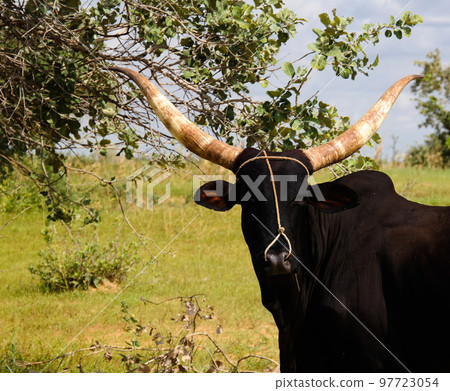 Portrait of ankole-watusi bighorned bull , oasis Dogon Tabki ,Dogondoutchi, Niger Portrait of ankole-watusi bighorned bull , oasis Dogon Tabki ,Dogondoutchi, Niger 97723054