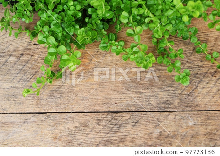 wooden texture and green leaves ivy with space copy background wooden texture and green leaves ivy with space copy background 97723136