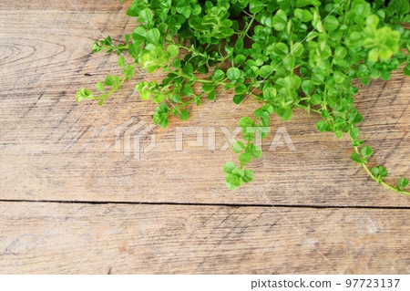 wooden texture and green leaves ivy with space copy background 97723137