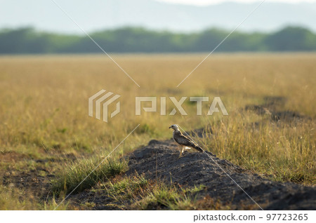 White eyed buzzard or Butastur teesa bird perched in natural green scenic grassland landscape background at tal chhapar blackbuck sanctuary churu rajasthan india asia 97723265