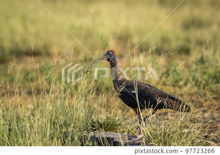 Red naped ibis or Indian black ibis or Pseudibis papillosa bird closeup or portrait with Grasshopper insect kill in beak and natural green background at forest of india asia 97723266