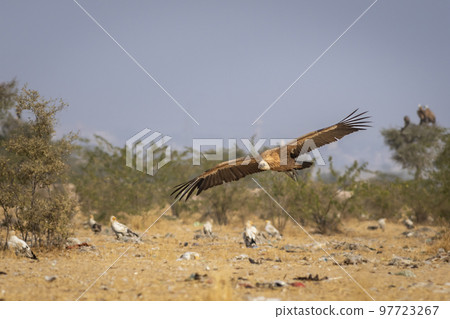 gyps fulvus or griffon vulture or eurasian griffon in flight with full wingspan at dumping yard of jorbeer conservation reserve bikaner rajasthan india asia 97723267