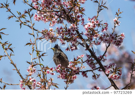 red vented bulbul or Pycnonotus cafer bird closeup perched on pink flower of Prunus cerasoides wild Himalayan cherry and sour cherry tree at manila uttarakhand india asia red vented bulbul or Pycnonotus cafer bird closeup perched on pink flower of Prunus cerasoides wild Himalayan cherry and sour cherry tree at manila uttarakhand india asia 97723269