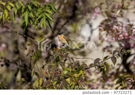 Siberian stonechat or Asian stonechat or Saxicola maurus bird closeup at manila uttarakhand india asia 97723271