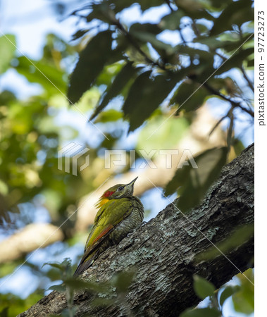 Lesser yellownape or Picus chlorolophus woodpecker bird perched on branch at foothills of himalaya forest uttarakhand india asia 97723273