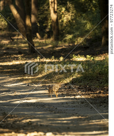 golden jackal or Canis aureus head on running on dhikala main road at jim corbett national park forest uttarakhand india asia 97723274