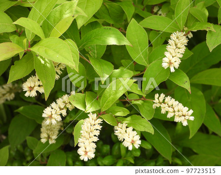 Kobanozuina 97723515