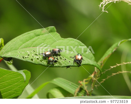 日本甲蟲 97723819
