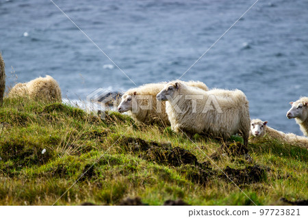 Icelandic sheep graze in the meadow near Ocean, Group of domestic animal in pure north nature. 97723821