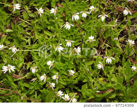Mizokakushi (wild grass) 97724309