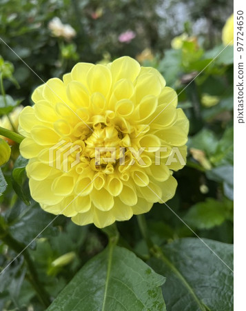 [長野縣中野市]一本木公園大麗花十月盛開 97724650