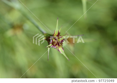 Slender-leaved Carthusian pink Slender-leaved Carthusian pink 97725049