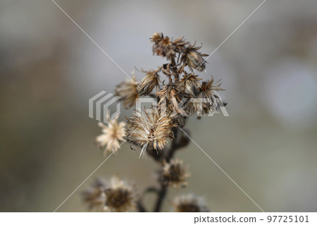 Sticky aster 97725101