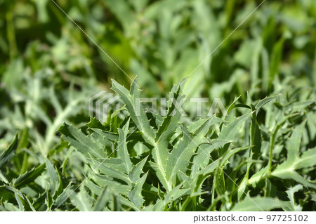 Field eryngo 97725102