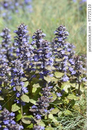 Bugle Atropurpurea Bugle Atropurpurea 97725110