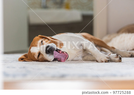 Sad and worried dog lying on a carpet floor indoors Sad and worried dog lying on a carpet floor indoors 97725288
