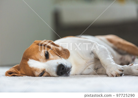 Sad and worried dog lying on a carpet floor indoors Sad and worried dog lying on a carpet floor indoors 97725290