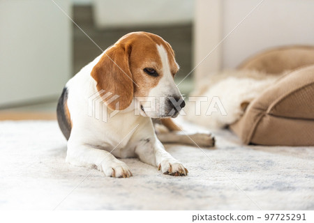 Sad and worried dog lying on a carpet floor indoors Sad and worried dog lying on a carpet floor indoors 97725291