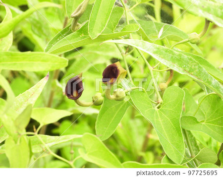 Aristolochia flower (wild grass) Aristolochia flower (wild grass) 97725695
