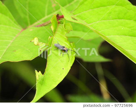 Chrysanthemum squid beetle (insect) 97725696