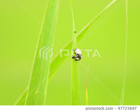 White-tailed Chinese weevil (insect) White-tailed Chinese weevil (insect) 97725697