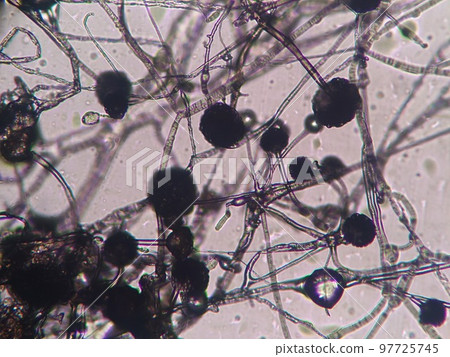 Micrograph of spores of Rhizopus entwined 97725745