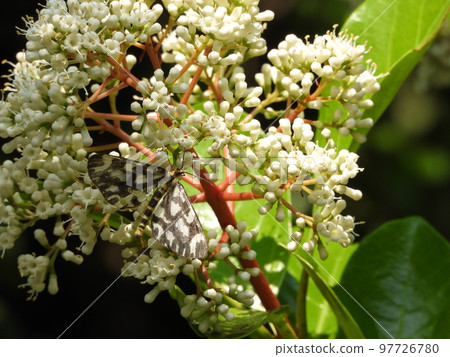 Plumed edamame on sangoju flowers 97726780