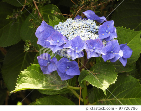 Yamaya Hydrangea (Yukigata) Yamaya Hydrangea (Yukigata) 97726786
