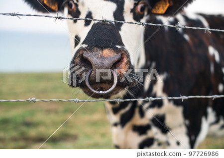 Spotted cow behind barbed wire with a pierced nose in Normandy Spotted cow behind barbed wire with a pierced nose in Normandy 97726986