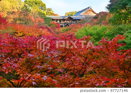 秋季從京都市東福寺的 Gaunkyo 橋看到的 Tsutenkyo 橋 秋季從京都市東福寺的 Gaunkyo 橋看到的 Tsutenkyo 橋 97727146
