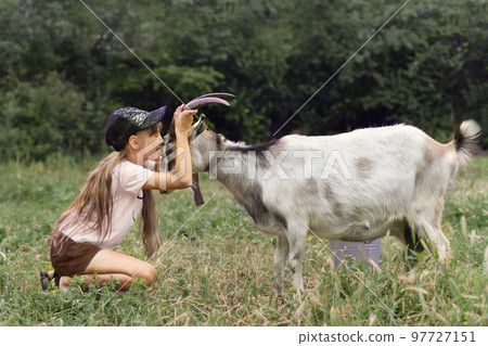 A girl hugging her goat as a friend in the village A girl hugging her goat as a friend in the village 97727151