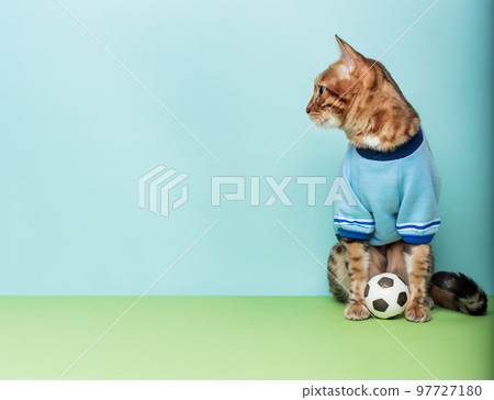 Football bengal cat sits next to the ball on a colored background. 97727180