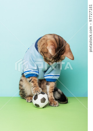 Football bengal cat sits next to the ball on a colored background. 97727181