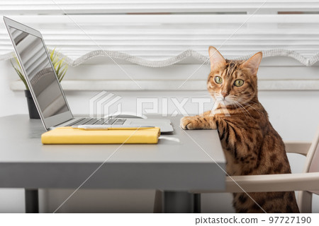 The cat is sitting on the desktop next to a laptop and a notepad, a white home office 97727190