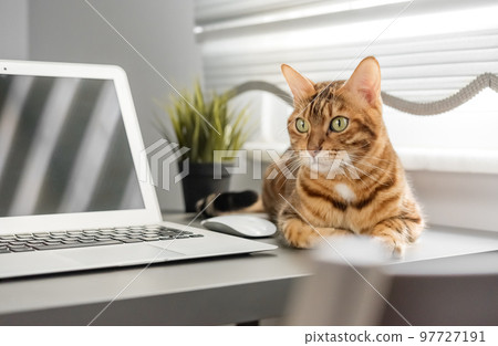 The cat is sitting on the desktop next to a laptop and a notepad, a white home office 97727191