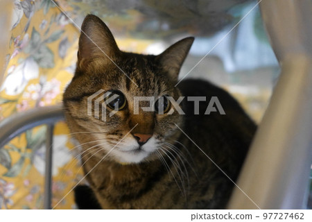cat in hiding 97727462