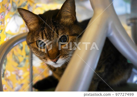 cat in hiding 97727499