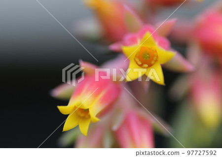 succulent flower in full bloom succulent flower in full bloom 97727592